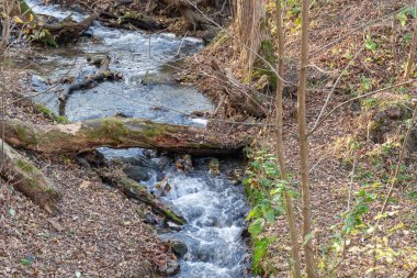 Ormanda akan küçük fırtınalı nehir. Yeşil bitkilerin arasından akan temiz akarsu. Sonbahar günü su sıçrıyor. Şeffaf suyla akan hızlı akarsu. Islak zemin.