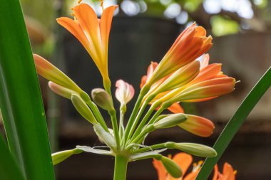 Clivia Mini-ata 'nın parlak turuncu çiçeği yakın planda çiçek açıyor. Amarillidaceae familyasının tropik bitkisi. Nilüfer çiçeğinin güzel tomurcuğu ya da bahçedeki çalı zambağı çiçeği. Bahçecilik ve çiçekçilik..