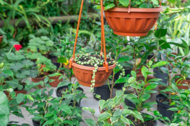Terracotta tenceresinde yeşil, yuvarlak, antika Rowleyanus yaprakları. Küre şeklinde yaprağı olan bir dizi inci ev bitkisi. Senecio Rowleyanus Ailesi 'nin asteraceae daimi sulu kökleri..