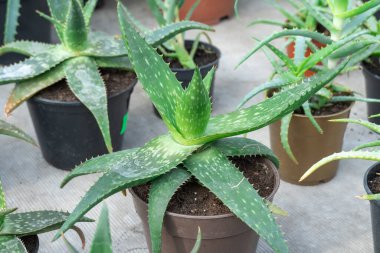 Yeşil tohum veren aloe vera sulu bitkiler cam evde yetişir. Evde bahçe işlerinde aloe barbadensis yenilemek. Popüler saksı bitkisi. İlaç ve kozmetik ürünlerinde kullanılır. Liliaceae ailesi asphodelaceae.