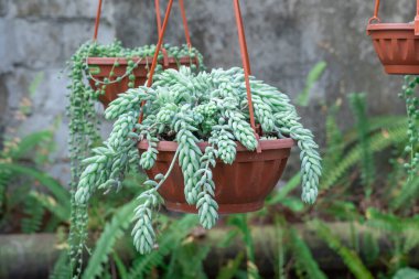 Sedum morganianum bitkisi ya da eşek kuyruğu cam evde saksıda. Sedum morgana ya da eşek kuyruğu çiçeği familyasında. Sulu uzun ömürlü üretim kökleri. Bahçedeki üzüm kaktüsü..