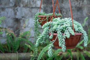 Sedum morganianum bitkisi ya da eşek kuyruğu cam evde saksıda. Sedum morgana ya da eşek kuyruğu çiçeği familyasında. Sulu uzun ömürlü üretim kökleri. Bahçedeki üzüm kaktüsü..