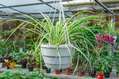 Green flower chlorophytum comosum in flowerpot in glasshouse. Spider plant herbaceous perennial from the asparagaceae family. Seedling chlorophytum in greenhouse. Tropical forest ecosystem. clipart