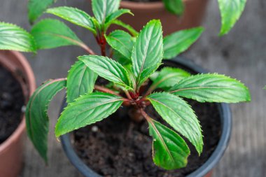 Seedling flower inpatiens balsamina newguinea grow in flowerpots glasshouse. Yeşil sıra bitkilerinde meşgul Lizzie 'nin kesikleri. Bana dokun-dokunma ya da serada benekli yosun yetiştir. Bahçe balsam gülü