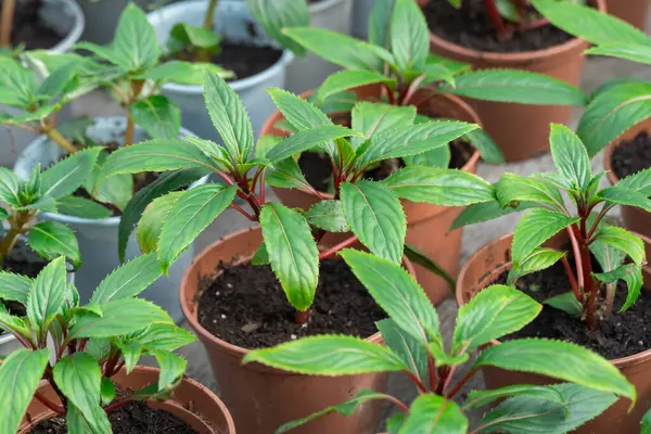 Seedling flower impatiens balsamina newguinea cultivation in flowerpots glasshouse. Cuttings of busy lizzie on green row plants. Grow touch-me-not or spotted snapweed in greenhouse. Garden balsam rose