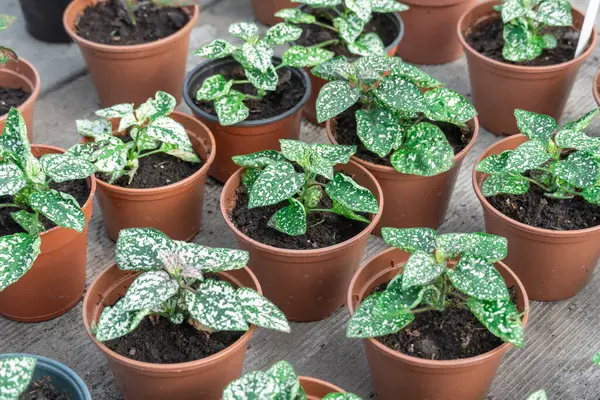Seedling flower hypoestes phyllostachya cultivation in flowerpots in glasshouse. Growing plant with natural spots patterned on green leaves in greenhouse. Texture polka dot plant of acanthaceae family