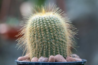 Kroenleinia is monotypic genus of succulent plants in cactus greenhouse. Echinocactus grusonii also known golden barrel cactus. Hedgehog cactus with yellow thorns growing in garden. Cactaceae family. clipart