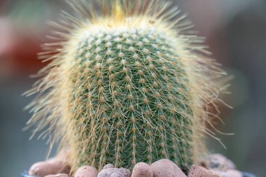 Kroenleinia is monotypic genus of succulent plants in cactus greenhouse. Echinocactus grusonii also known golden barrel cactus. Hedgehog cactus with yellow thorns growing in garden. Cactaceae family. clipart