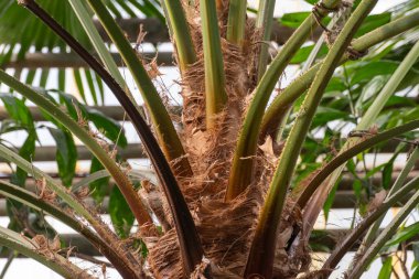 Palmiye ağacı kabuğunun kahverengi dokusu yakın plan. Anka Dactylifera 'ya ait ayrıntılı izler var. Hurma ağacının gövdesinden yapılmış doğal bir duvar kağıdı. Tropikal ağaçla ahşap egzotik bir arka plan. Bahçe işlerinde budama bitkisi