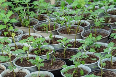 Ticari cam evdeki saksılarda çiçek kasımpatısı tohumları ekmek. Kesikler, çiçek saksılarındaki yeşil sıra bitkilerinde altın papatyayı takip eder. Serada küçük çalılıklar yetişiyor. Bahçe kasımpatısı.