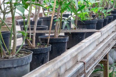 Seradaki saksıda bir sürü taze yeşil fide yetişiyor. Bahçe merkezinde bir sıra çiçek. Filizlenme, cam eve ekilmeye hazır. Küçük işletmeler, genç bitkilerin filizlenmesini sağlıyor..