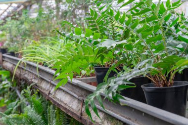 Seradaki saksıda bir sürü taze yeşil fide yetişiyor. Bahçe merkezinde bir sıra çiçek. Filizlenme, cam eve ekilmeye hazır. Küçük işletmeler, genç bitkilerin filizlenmesini sağlıyor..