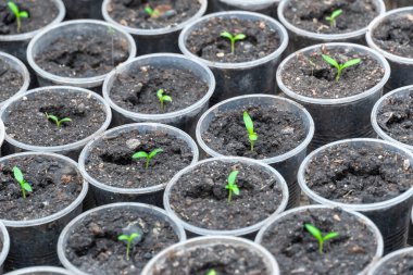 Seradaki saksıda bir sürü taze yeşil fide yetişiyor. Bahçe merkezinde bir sıra çiçek. Filizlenme, cam eve ekilmeye hazır. Küçük işletmeler, genç bitkilerin filizlenmesini sağlıyor..