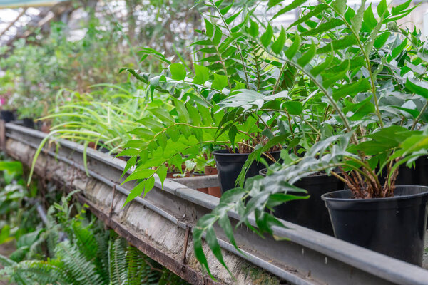 Много свежих зеленых саженцев, растущих в цветочном горшке в теплице. Ряд комнатных растений в садовом центре. Плантация готова к посадке в оранжерее. Малый бизнес проращивает молодые питомники.
