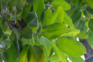 Seradaki tropikal yaprakların güzel bileşimi. Yaratıcı doğa yeşil arka plan ya da orman yaprağı desenli kavram. Dekorasyon yağmur ormanları yemyeşil yapraklardır. Uyum ve doğa ile cennet gibi..