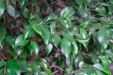Seradaki tropikal yaprakların güzel bileşimi. Yaratıcı doğa yeşil arka plan ya da orman yaprağı desenli kavram. Dekorasyon yağmur ormanları yemyeşil yapraklardır. Uyum ve doğa ile cennet gibi..
