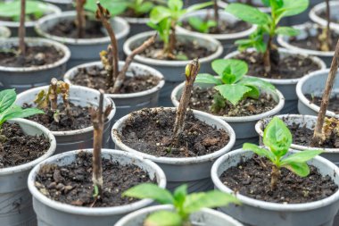 Seradaki saksıda bir sürü taze yeşil fide yetişiyor. Bahçe merkezinde bir sıra çiçek. Filizlenme, cam eve ekilmeye hazır. Küçük işletmeler, genç bitkilerin filizlenmesini sağlıyor..