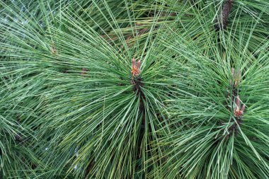 Uzun çam jeffreyi joppi iğneleri ve bitkilerin dalları. Baharda çevre tasarımında yeşil kozalaklı ağaç. Taze ladin dalı ve taze filizler. Yeşil renkli fotoğraf duvar kağıtları.