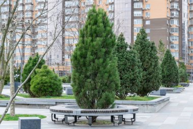 Yüksek katlı bankların çevrili olduğu güzel, modern bir şehir parkı. Şehir merkezindeki halka açık park. Kozalaklı kozalaklı kaldırım. Şehir manzarasında dinlenmek için bir yer. Şehir mimarisi.
