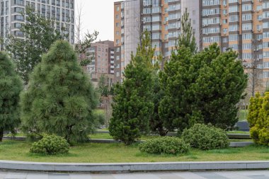 Yüksek katlı bankların çevrili olduğu güzel, modern bir şehir parkı. Şehir merkezindeki halka açık park. Kozalaklı kozalaklı kaldırım. Şehir manzarasında dinlenmek için bir yer. Şehir mimarisi.