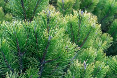 Young branches mountain pine of evergreen plants. Green dwarf coniferous shrub that has spherical shape. Fresh spruce twig and needles. Tree decorative pinus mugo litomysl. Landscape and park design clipart