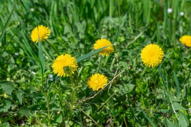 Bahar mevsiminde çiçek açan sarı karahindiba çiçekleri. Taraxacum officinale in Meadow 'un detayları. Tıbbi şifalı ot ve gıda malzemesi olarak kullanılan balon topu. Yenilebilir taze bitkiler aster ailesi veya kompozitae.