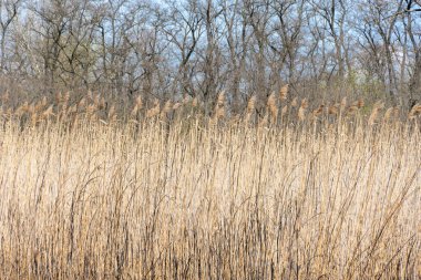 Kuru sazlıklar nehir kıyısında sallanıyor yanmış zeminde. İnflorasanlar ve baston sapları rüzgarda uçuşuyor. Nehir kıyısındaki Brown Bulrush 'ın görüntüsü. Doğal bitki kamışı sulak arazide yetişiyor. Bir saman çimen.