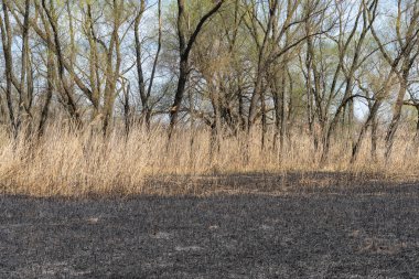 Kuru sazlıklar nehir kıyısında sallanıyor yanmış zeminde. İnflorasanlar ve baston sapları rüzgarda uçuşuyor. Nehir kıyısındaki Brown Bulrush 'ın görüntüsü. Doğal bitki kamışı sulak arazide yetişiyor. Bir saman çimen.