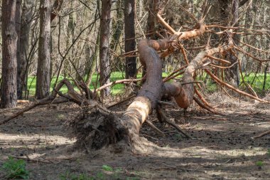 Eski ormanlardaki kurumuş ağaçlar. Çürümüş gövde ormanlık alanda yatıyor. Rüzgardan kaynaklanan doğal felaketler. Vahşi yaşam sıkıntısı ve ekolojik ölü çürümüş bitki sorunu. Çevresel.
