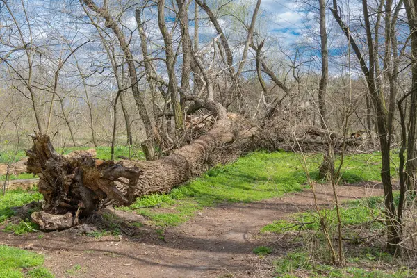 Árvore Seca Caída Floresta Primitiva Crescimento Antigo Tronco Podre Deteriorado — Fotografia de Stock