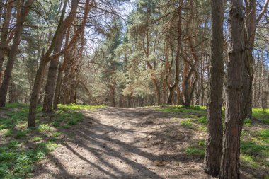Güneşli bir günde eski çam ormanı. Doğal kozalaklı ağaçların manzarası. Ormandaki ladin bitkisinin yemyeşil gövdeleri. Çam koruluğunun harikalar diyarında şehir sorunlarından kaçmak. Vahşi yaşam manzarası.