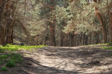 Güneşli bir günde eski çam ormanı. Doğal kozalaklı ağaçların manzarası. Ormandaki ladin bitkisinin yemyeşil gövdeleri. Çam koruluğunun harikalar diyarında şehir sorunlarından kaçmak. Vahşi yaşam manzarası.