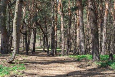 Güneşli bir günde eski çam ormanı. Doğal kozalaklı ağaçların manzarası. Ormandaki ladin bitkisinin yemyeşil gövdeleri. Çam koruluğunun harikalar diyarında şehir sorunlarından kaçmak. Vahşi yaşam manzarası.