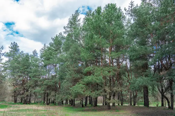 Velha Floresta Pinheiros Dia Ensolarado Panorama Coníferas Naturais Troncos Sempre — Fotografia de Stock