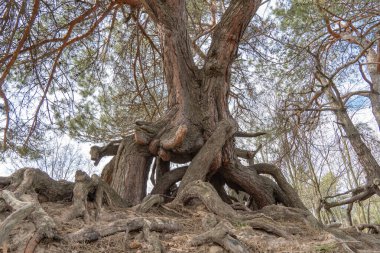 Bir sürü eski ağacın kökü. Doğada büyüyen fantezi bitkilerinin büyük gövdesi. Sihirli kahverengi dallar ve kabuklar yerden yüksekte büyür. Kökler çok güzel yayılıyor. Ağaç kesme. Doğal arkaplan.