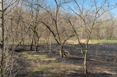 Meadow with burnt dry grass and black ash. Field with scorched reed grass is aftermath wild fire. Natural disaster and environment pollution problem. Destruction of insects and slash-burn agriculture. clipart