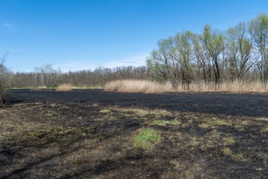 Yanmış kuru otlar ve siyah küllerle dolu bir çayır. Kavrulmuş kamış otlu tarla yangından sonra gelir. Doğal afet ve çevre kirliliği sorunu. Böceklerin yok edilmesi ve / yakılmış tarım.