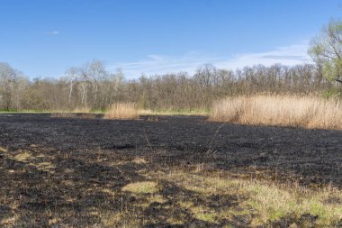 Yanmış kuru otlar ve siyah küllerle dolu bir çayır. Kavrulmuş kamış otlu tarla yangından sonra gelir. Doğal afet ve çevre kirliliği sorunu. Böceklerin yok edilmesi ve / yakılmış tarım.