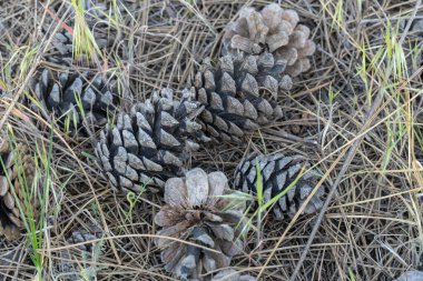 Yerde kurumuş çam kozalakları yığını var. Tohumlar ve iğneler kozalaklı ağaçların arka planında. Doğal orman geçmişi. Ladin ormanının organik gübresi. Kahverengi kozalaklar yerde..