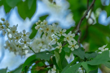 Baharda açan kiraz ağacının beyaz çiçekleri. Rosaceae familyasından güçlü bir koku çiçekli budama yaprağı olan ırklar. Enfeksiyon önleyici ve bitkisel ilaç kullanmış. Yaygın kuş kirazı