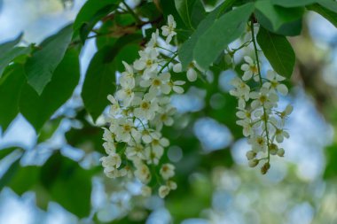 Baharda açan kiraz ağacının beyaz çiçekleri. Rosaceae familyasından güçlü bir koku çiçekli budama yaprağı olan ırklar. Enfeksiyon önleyici ve bitkisel ilaç kullanmış. Yaygın kuş kirazı