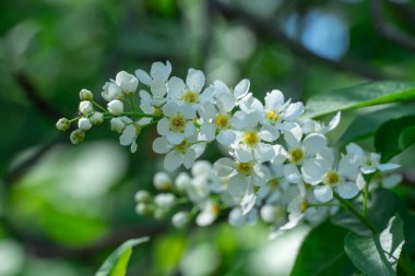 Baharda açan kiraz ağacının beyaz çiçekleri. Rosaceae familyasından güçlü bir koku çiçekli budama yaprağı olan ırklar. Enfeksiyon önleyici ve bitkisel ilaç kullanmış. Yaygın kuş kirazı