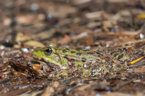 stock image Marsh frog sits in lake and watches close-up. Green toad species of tailless amphibians of family ranidae. Single reptile of pelophylax ridibundus common in water. Portrait wet wild animal in pond.
