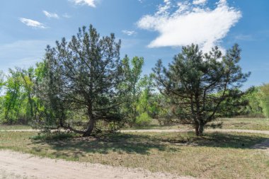 Ormandaki kum yolu. Doğa arazisindeki dörtlü bisikletin izi. Garaj yolundaki dört tekerlekli bisikletin lastik izi. Kum dokusu bozuk. Ormanda yol kapalı. Güneşli bir günde kum tepecikleri ve yeşil bitkiler.