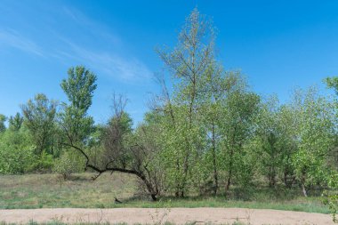 Ağaçlardan ve çalılardan oluşan yaprak döken bir orman. Ormanlık ya da yaz yeşili, iki sıra kavak ağacı, çalılık söğüt ve bitkisel örtüyle. Orman yürüyüşü ekosistem ile yemyeşil bir çalılıktır. Orman manzarası.