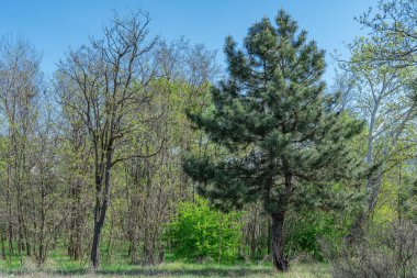 Kozalaklı ve yaprak döken ağaç türlerinden oluşan karışık bir orman. Çam ağacı, kavak ağacı söğüdü ve bitki örtüsü. Ilıman ormanların kozalaklı yaprakları. Orman manzarası ve vahşi yaşam manzarası.