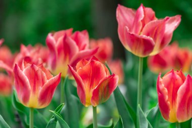 Parkta açan kırmızı çiçek laleleri. Liliaceae familyasının soğanlı süs lale bitkileri çiçek tarhında yetişir. Çiçek kırmızısı yapraklar arka planda çiçek açar. Tomurcuklardan çiçek halı. Bahçecilik.