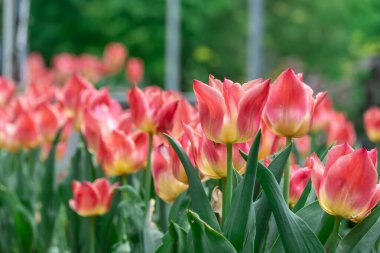 Parkta açan kırmızı çiçek laleleri. Liliaceae familyasının soğanlı süs lale bitkileri çiçek tarhında yetişir. Çiçek kırmızısı yapraklar arka planda çiçek açar. Tomurcuklardan çiçek halı. Bahçecilik.