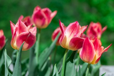 Parkta açan kırmızı çiçek laleleri. Liliaceae familyasının soğanlı süs lale bitkileri çiçek tarhında yetişir. Çiçek kırmızısı yapraklar arka planda çiçek açar. Tomurcuklardan çiçek halı. Bahçecilik.