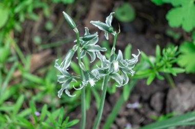 White flowers of drooping star bethlehem on meadow. Bells and buds  of ornithogalum nutans is species of herbaceous asparagaceae family. Bulbous plant of nodding milk star. White-green wildflowers. clipart
